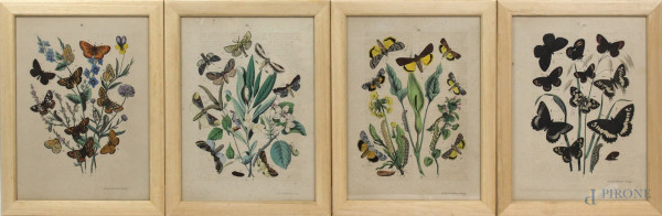 Lotto di quattro stampe a soggetto di farfalle, cm. 26x20, Germania, XIX secolo, entro cornici.