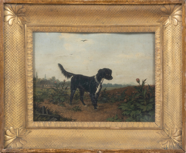 Cane, XIX secolo, olio su cartone, cm 25x34, entro cornice, (segni di usura, cartone imbarcato e ondulato, tracce di umidità)