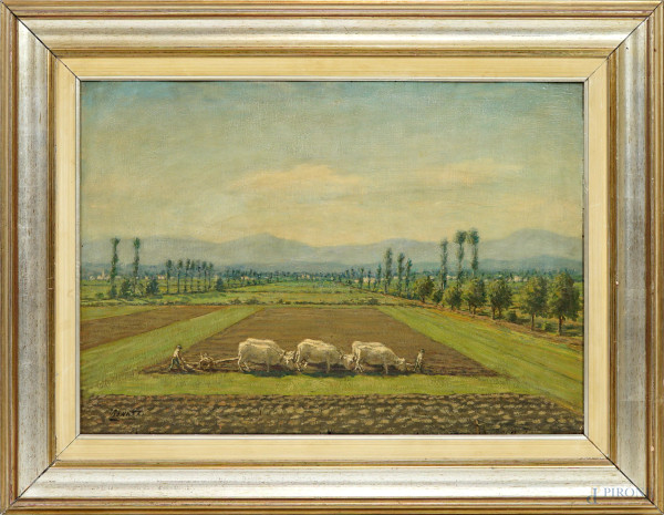 Scena di campagna con buoi che tirano l'aratro, olio su tavola, firmato in basso a sinistra, cm 47,5x67, entro cornice