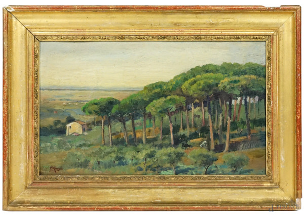 Bosco di pini a Castel Gandolfo, olio su cartone, cm 23x39, firmato , entro cornice.