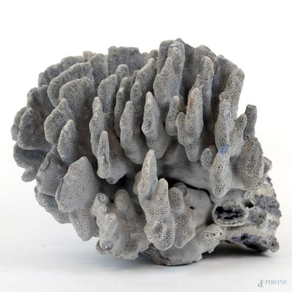 Frammento di corallo blu, cm h 18