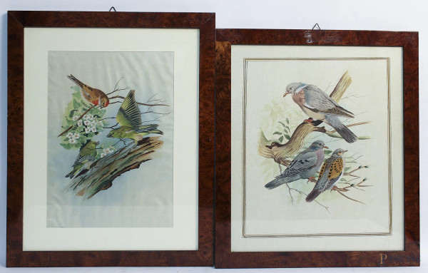 Lotto di due stampe raffiguranti uccelli su rami, 35x25 cm, entro cornice.
