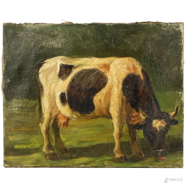 La mucca, olio su tela, cm 32,5x40, XX secolo, (difetti).