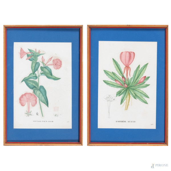 Coppia di stampe botaniche, XX secolo, cm 32x20,5, entro cornice, (segni di usura, gore, tracce di umidità)