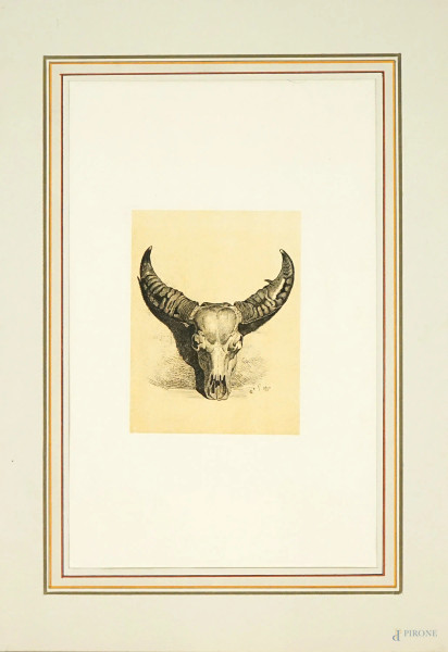 Carlo Coleman (1807/08-1874), Bisonte, multiplo su carta, cm 47,5x33