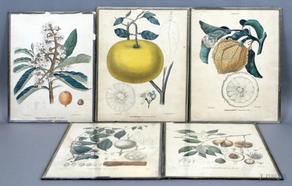 Lotto di cinque stampe colorate a soggetto botanico, cm. 36x28, XX secolo.