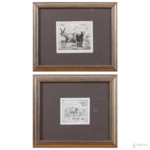 Lotto di due incisioni raffiguranti caprette e cavalli, XX secolo, misure massime cm 27x34 compreso passepartout, entro cornice, (lievi segni di usura, ondulazioni della carta)