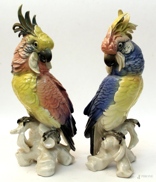 Coppia di pappagalli in porcellana policroma marcata Dresda, H 28 cm.