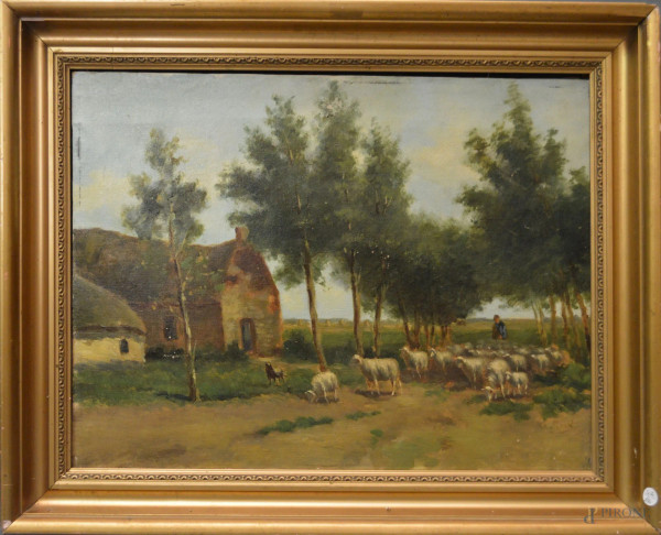 Paesaggio con pastore e gregge, olio su tela 60x50 cm, entro cornice.