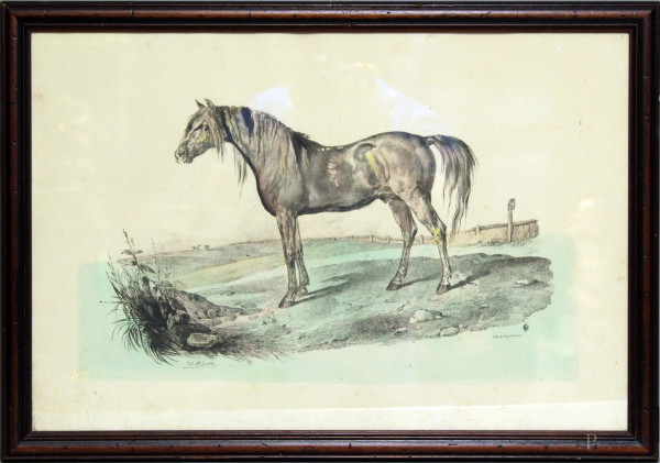 Cavallo, stampa inglese, cm. 40x60, entro cornice.