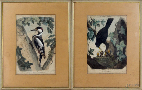 Uccelli d&#39;Europa, due stampe acquarellate, cm. 29x19, XIX secolo.