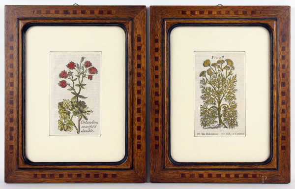 Lotto di due antiche illustrazioni  raffiguranti specie botaniche, incisioni acquarellate, cm 14x8,5,entro cornici.