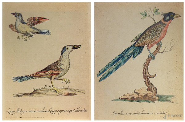 Lotto composto da due antiche tavole ornitologiche in cromolitografia, cm 26x36 cadauno
