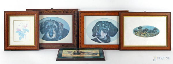 Lotto di cinque stampe raffiguranti cani e fiori, cm 18x24, XX secolo, entro cornici