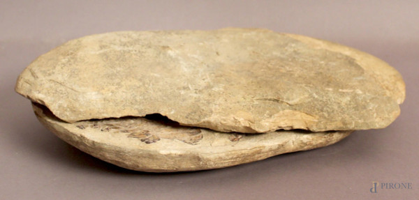 Antico fossile, cm 37 x 24.