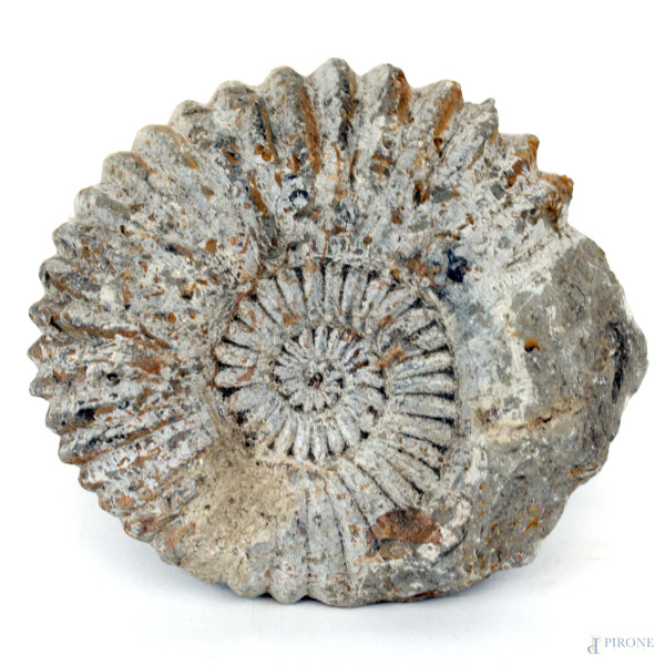 Ammonite fossile, diam. cm 12