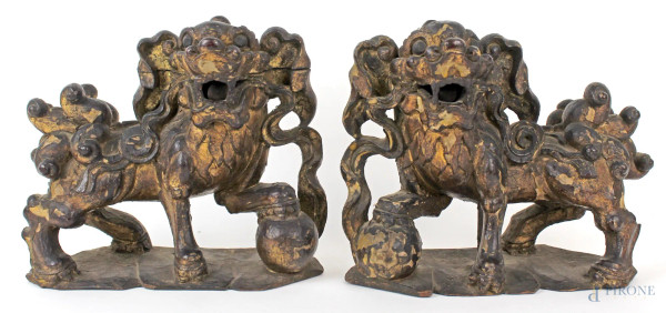 Coppia di cani di Phoo in legno scolpito e dorato, altezza cm. 20, Cina, XX secolo, (cadute della doratura).