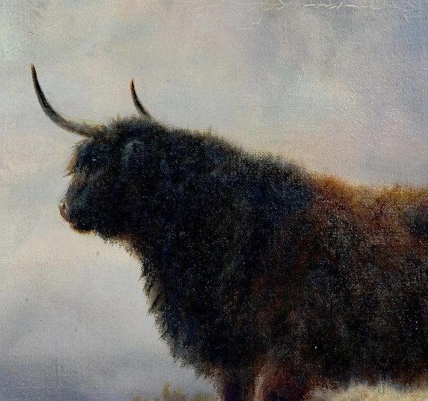 Pittore inglese del XIX secolo, Bisonti al pascolo, olio su tela, cm 61x92, entro cornice.