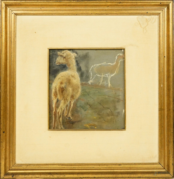 Studio di pecore, olio su cartone telato, cm 24x22.5, firmato G.A.S, entro cornice