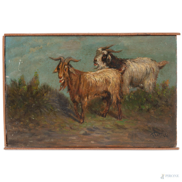 Caprette, XIX-XX secolo, olio su tavoletta, cm 15x23,5, firmato in basso a destra