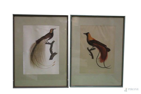 Uccelli esotici, coppia di stampe, 30x22 cm, entro cornice.