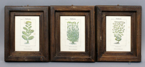 Lotto di tre tavole botaniche riproduzioni dall'Herbario-Discorsi del Matthioli, stampe a colori su carta, cm 21x15, entro cornici
