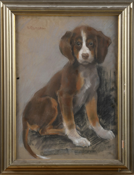 Umberto Coromaldi (1870 – 1948), Cucciolo, pastelli su carta, cm 50x36,5, firmato in alto a sinistra, entro cornice, (piccole lacune, segni di usura)