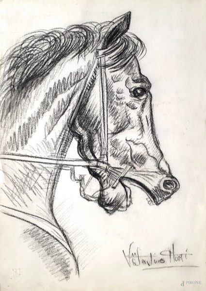 Testa di stallone arabo, disegno a carboncino su carta, cm 34x48, firmato
