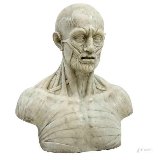 Busto anatomico in  marmo,  cm h 47x40x18, firmato Frilli.