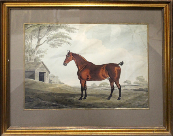 Cavallo, acquarello su carta, XIX sec, cm 33 x 45, entro cornice.