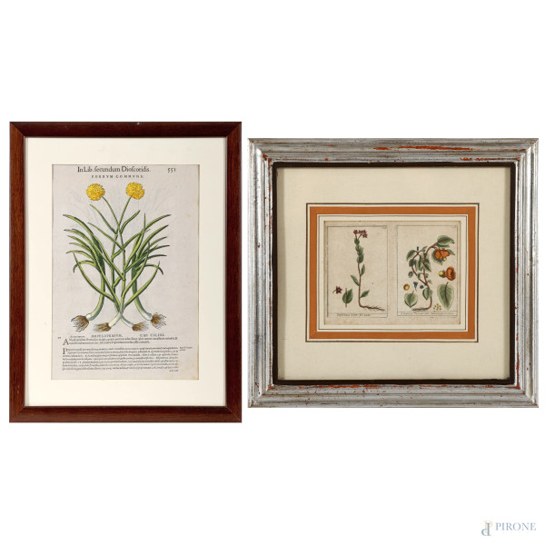 Lotto composto da due stampe di botanica, misure massime cm 39x29 compreso passepartout entro cornice, (difetti)