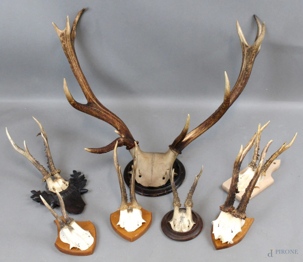 Sette antichi trofei di caccia, altezza max cm. 65