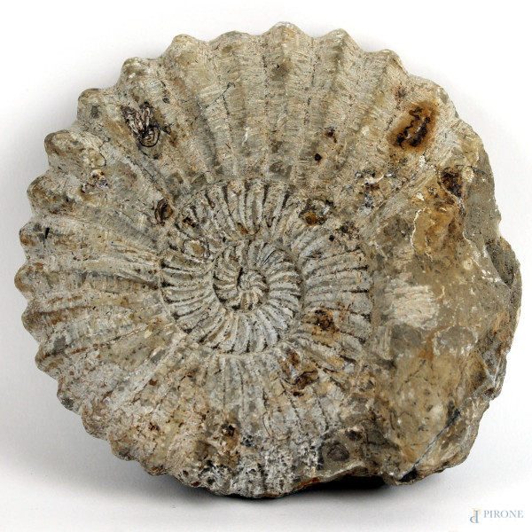 Ammonite fossile, cm 14x15x6