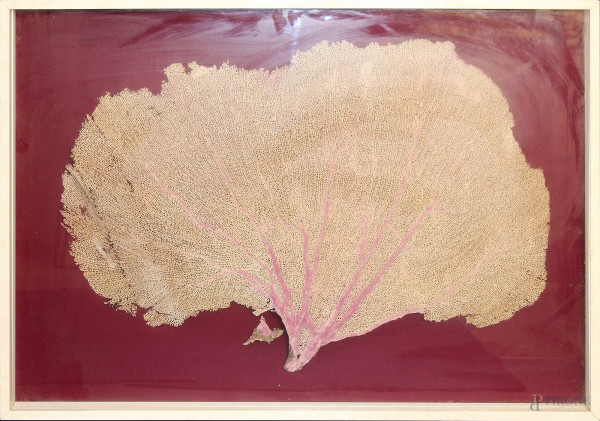 Antico frammento di corallo 60x90 cm, in teca.