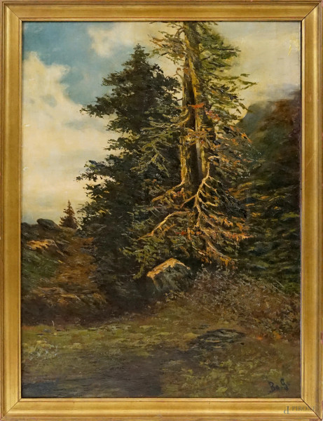 Paesaggio boschivo, olio su tela applicata su cartone, cm 75,5x54, siglato, entro cornice.