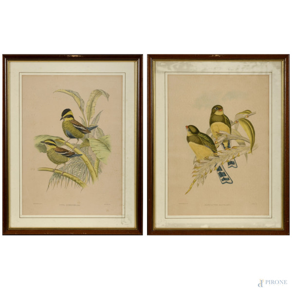 Coppia di stampe a colori ornitologiche, XX secolo, cm 63x47,5, compreso passepartout entro cornice