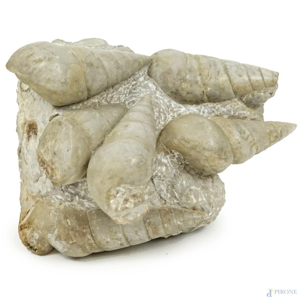 Conghile fossili, cm h 20