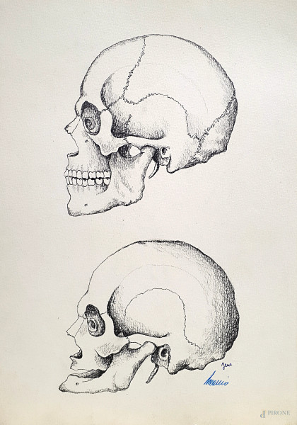 Artista del Novecento, antica tavola di anatomia raffigurante crani, matita grassa su carta, cm 35x25. 