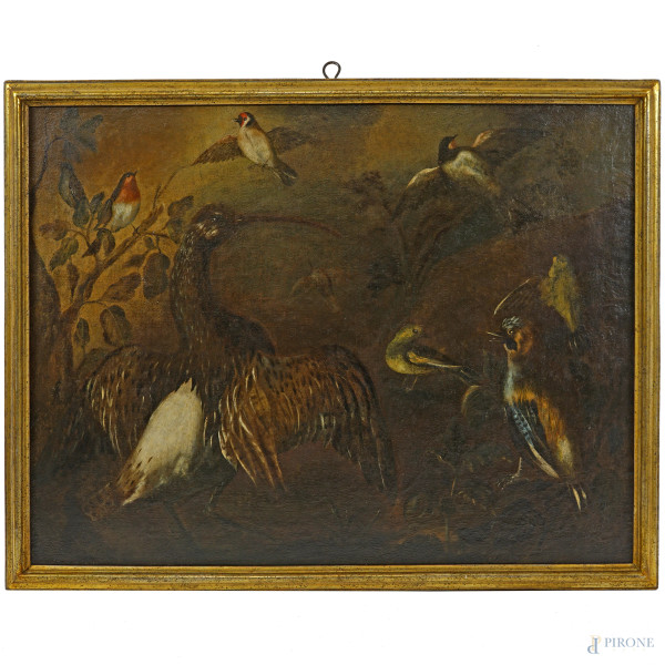 Scuola dell'Italia settentrionale del XVII secolo, Ibis, ghiandaia e pettirosso entro un paesaggio, olio su tela, cm 52x68, entro cornice