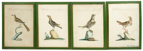 Saverio Manetti (Brozzi, 1723 - Firenze, 1784), Quattro tavole ornitologiche, incisioni colorate a mano, cm 43,5x32, (difetti).