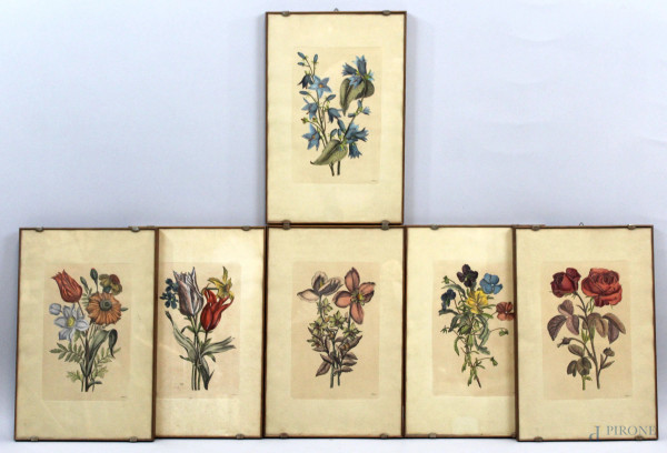 Sei stampe acquerellate  raffiguranti varie specie botaniche, cm 37,5x24,5, inizi XX secolo, entro cornici.