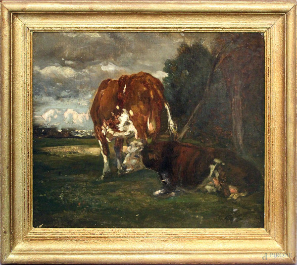 Mucche al pascolo, olio su tela 55x46 cm, entro cornice.