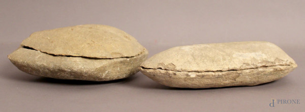 Lotto di due antichi fossili, cm 28 x 14 e cm 16 x 22.