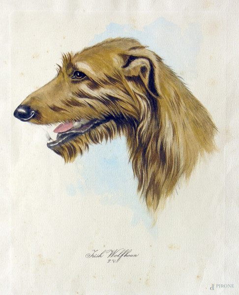 Antica tavola inglese di zoofilia raffigurante cane Irish Wolfhoun acquarellata a mano.