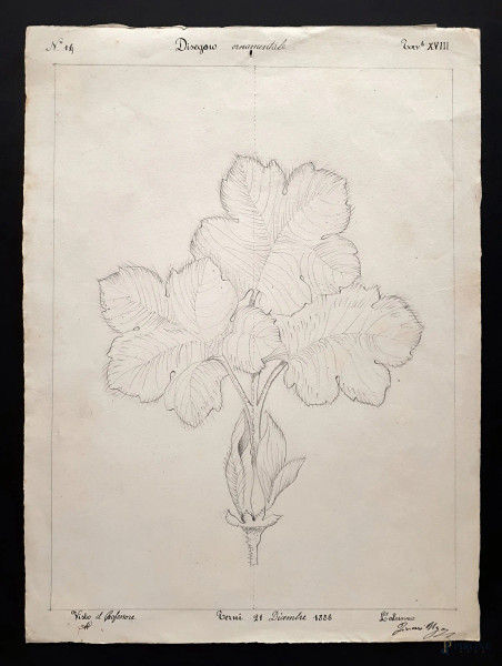Disegno ornamentale ottocentesco raffigurante studio di botanica, grafite su carta, cm &#160;24x33, firmato e datato Ugo Tinozzo - 1888