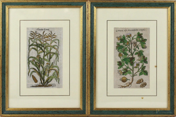 Lotto di due antiche incisioni acquarellate a soggetto botanico, cm. 14x8, XVIII secolo, entro cornici.