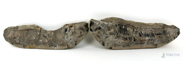 Fossile di pesce, cm 37x12x8