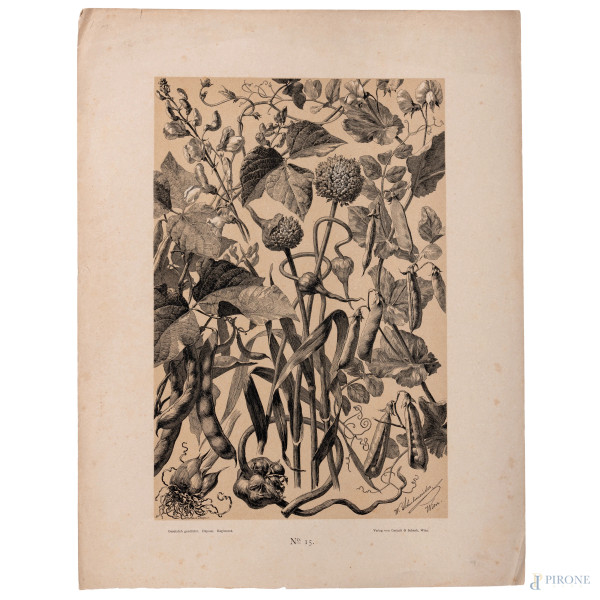 Willibald Schulmeister (1851 - 1909) Lotto di due litografie floreali stampate a Vienna da Gerlac...