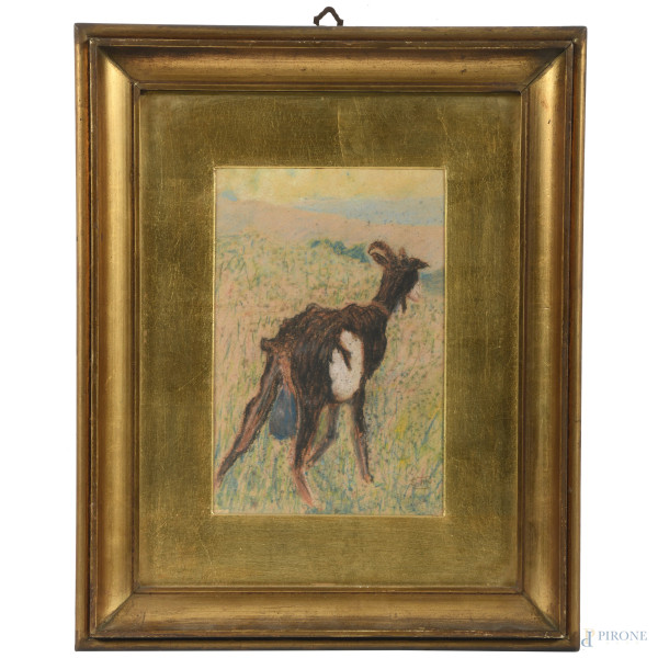 Capretta, XX secolo, pastelli su carta, cm 23,5x15,5, firmato in basso a destra, entro cornice, ( foxing, segni di umidità, segni di usura)