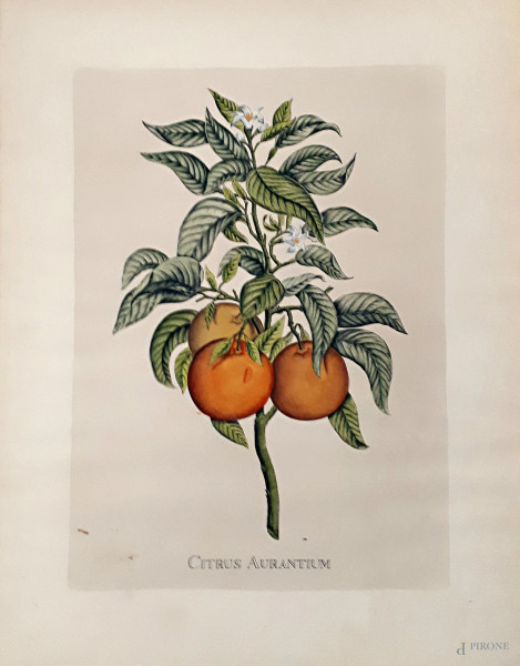 Antica rara tavola di botanica con fine acquarellatura a mano originale raffigurante Citrus Auranticum, cm 64x50 .